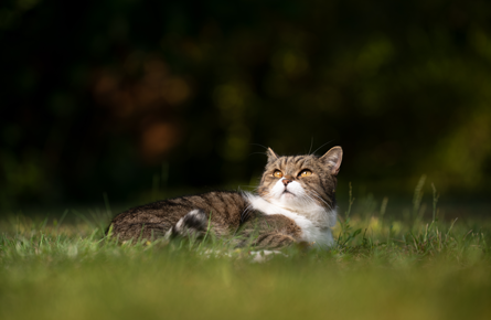 Flea Treatment For cats in oxford