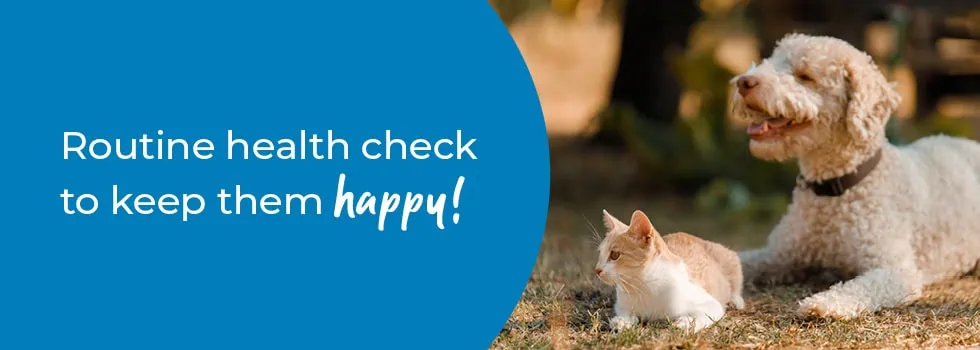 Pet Health Check in Sheffield | Preventative Vet Care
