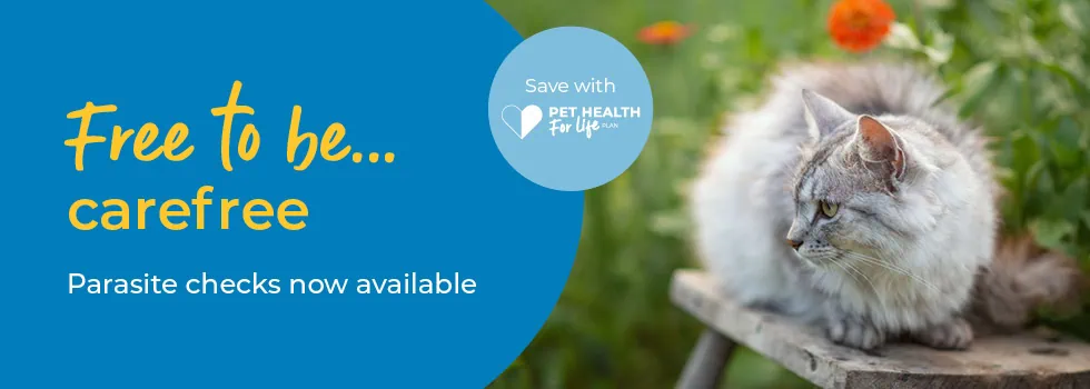 Flea and Worm Treatment | Cat, Dog & Rabbit | Peak Vets