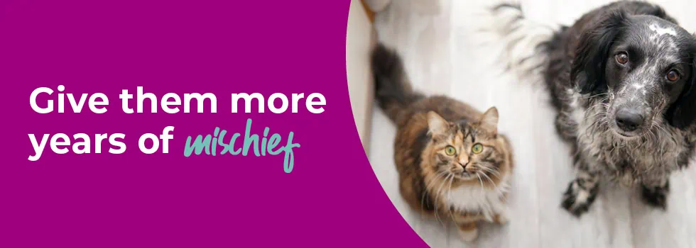 Senior Pets & Health Care | Peak Vets