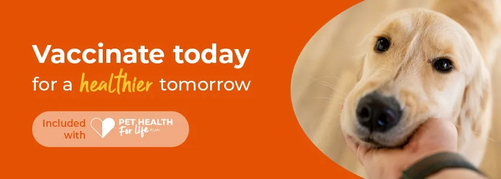 Pet Vaccinations | Dog, Cat & Rabbit Vaccination | Peak Vets