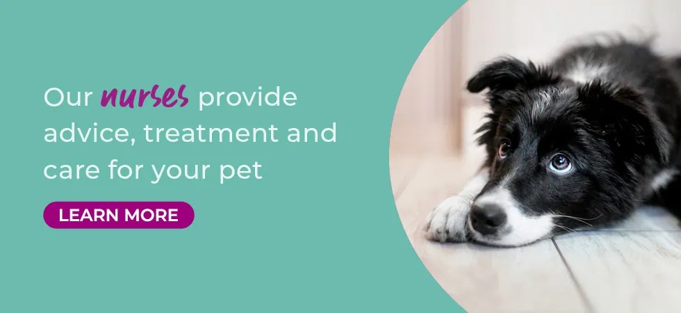 Vets in Sheffield | Vets Near Me | Peak Vets